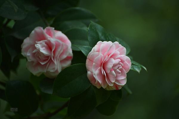 茶花掉叶子怎么办