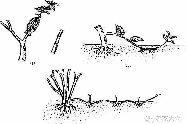 5大压条法，让你快速拥有新植株