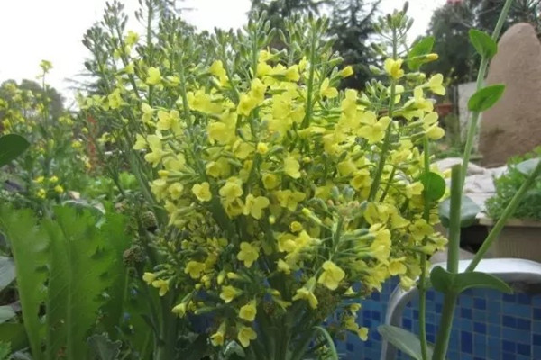 西兰花大头菜玉米，开花太美了