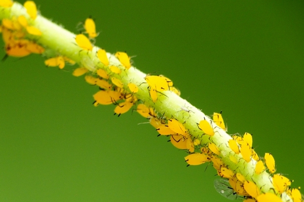 春天了，你的花儿有没有长虫？