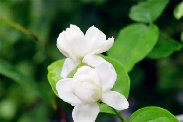 如何让你的茉莉开满花盆